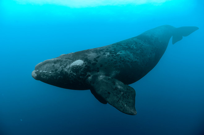 cá voi trơn bắc thái bình dương
