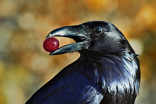 Quạ thường (raven) là loài chim quốc gia của nước nào?